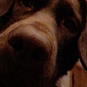 Meet your Posher, Corey